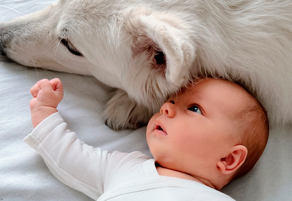 [Video] Lo que hace el perro es increíble