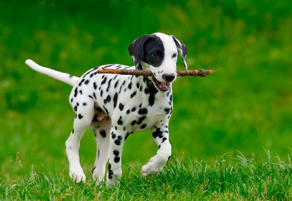 [Video] ¿Un perro y un caballo dálmata?