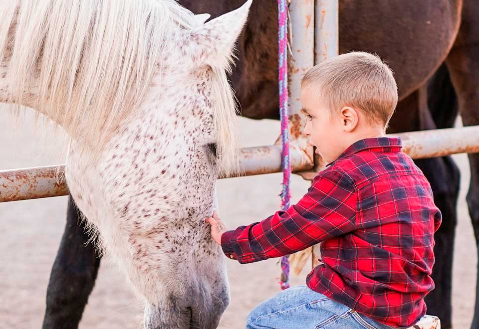 Mire el amor entre este caballo y un niño
