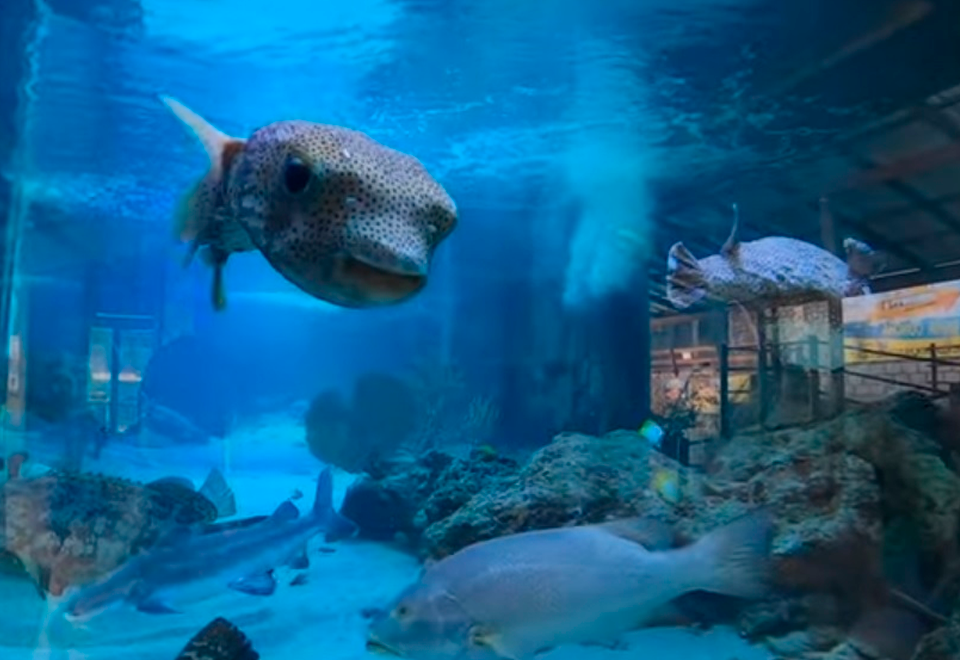 Conozca el primer túnel acuario de Colombia