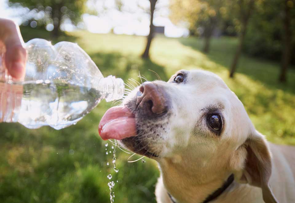 [Video] Perro se seca la boca después de tomar agua