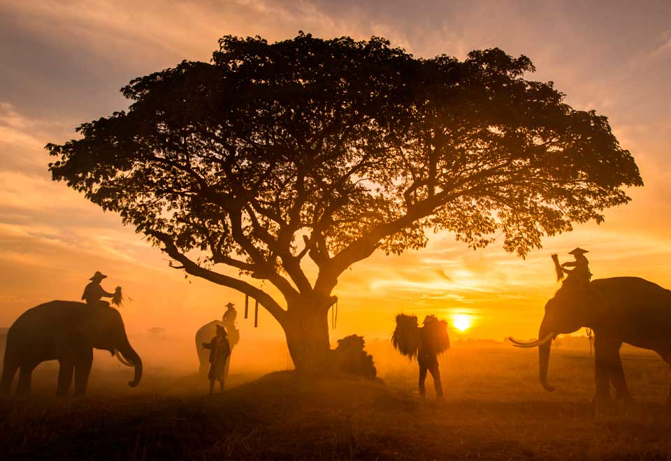 [Video] Elefante derriba un árbol de una manera impresionante