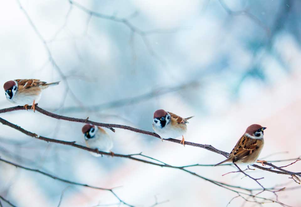 Así le da de comer un ave a su cría