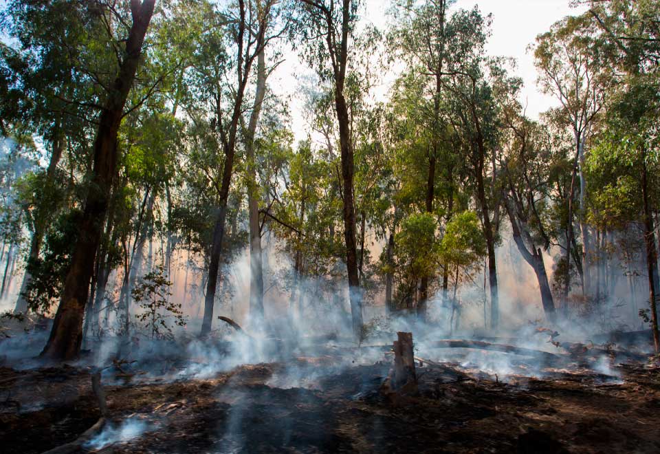 Rescataron a un ratón saltador en incendios en Santander