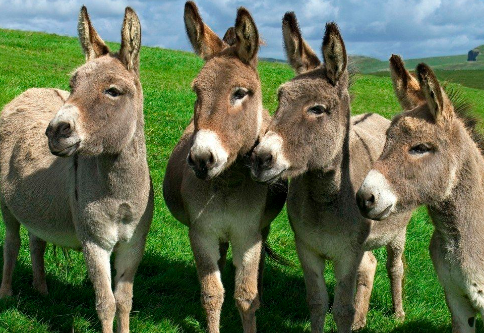 A propósito del día del burro ¿Sabia que…?
