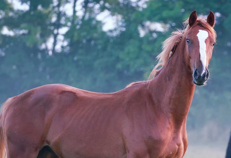 [Video] Caballo quedó atrapado en inundaciones en Brasil