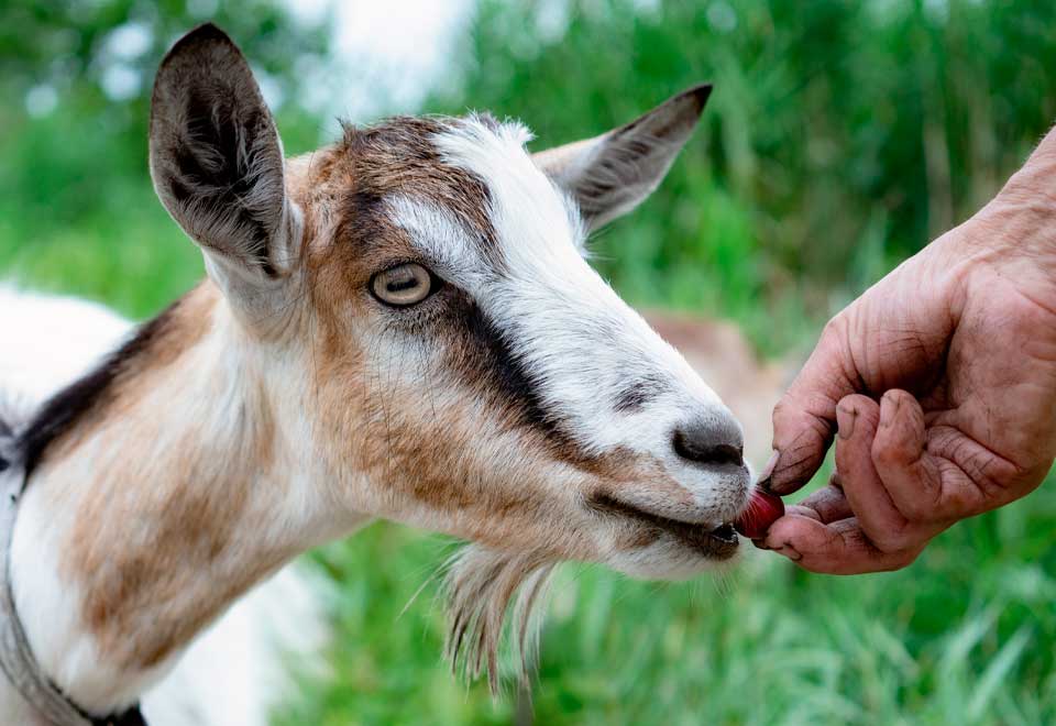 [Video] Vean la felicidad de esta cabra