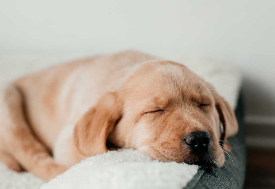 [Video] Perrito se arropa el mismo para evitar el frio