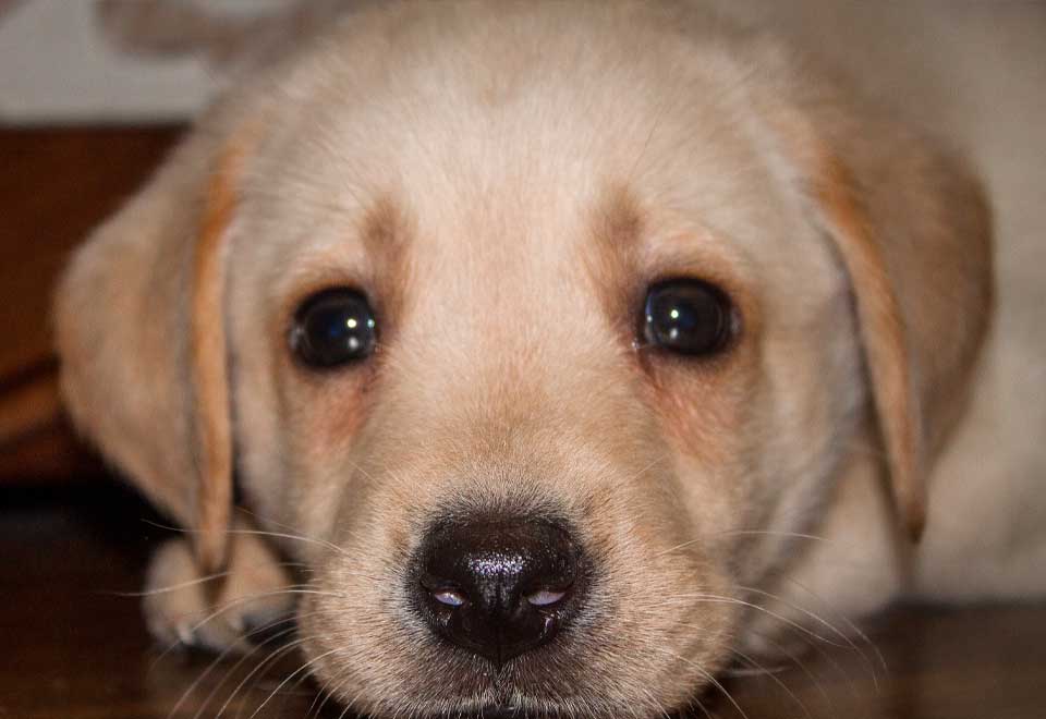 [Video] Mire lo que hizo este cachorro solo en la casa