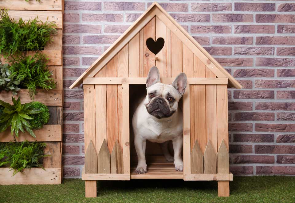 [Video] Este perro no le gusta que le abran la puerta de su casa