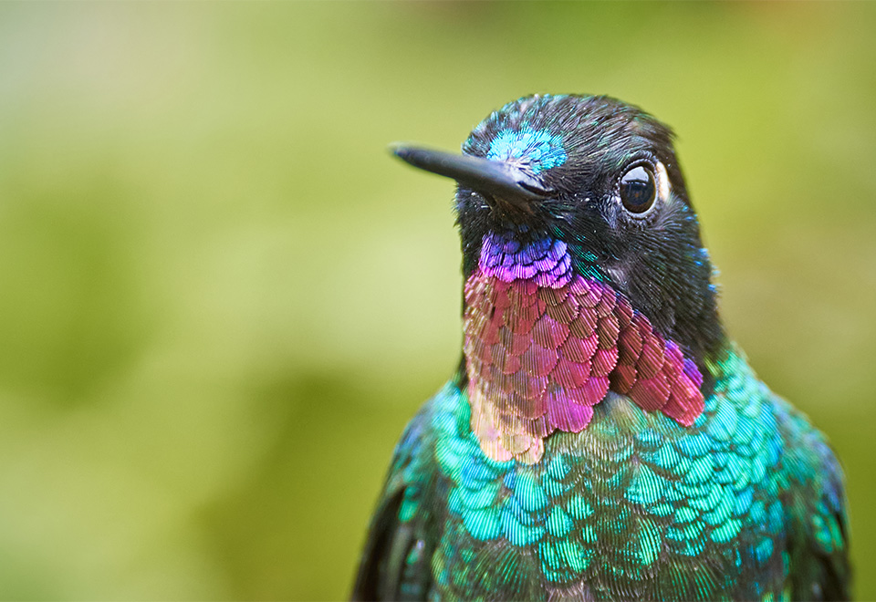 La forma de buscar el amor de un colibrí