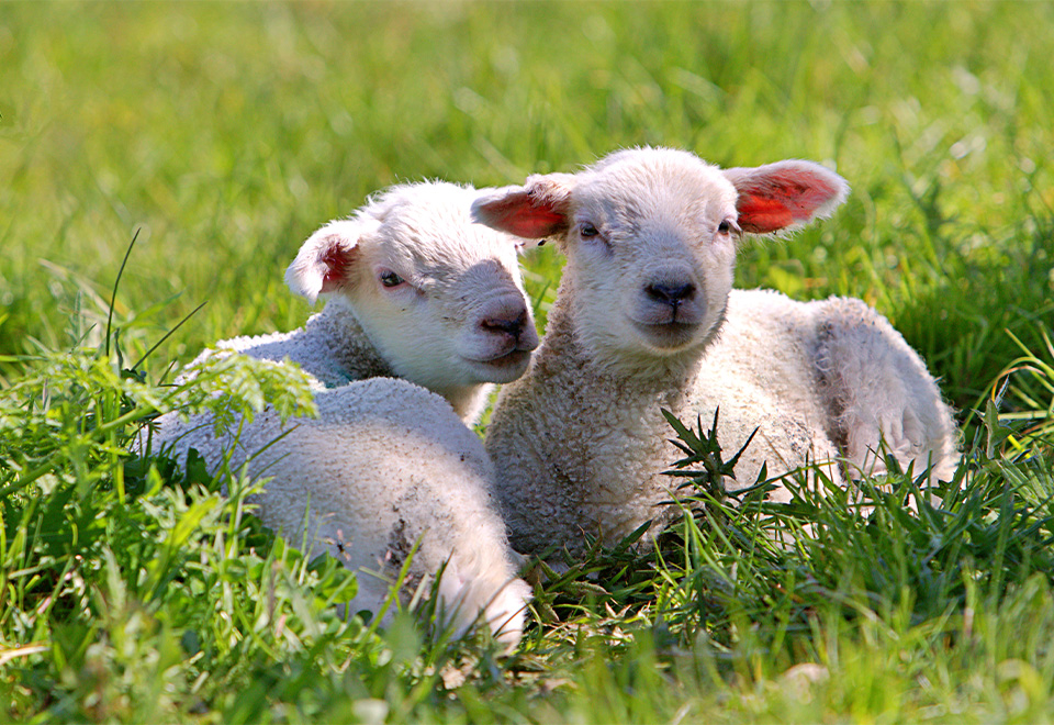 [Video] La pelea más tierna del mundo