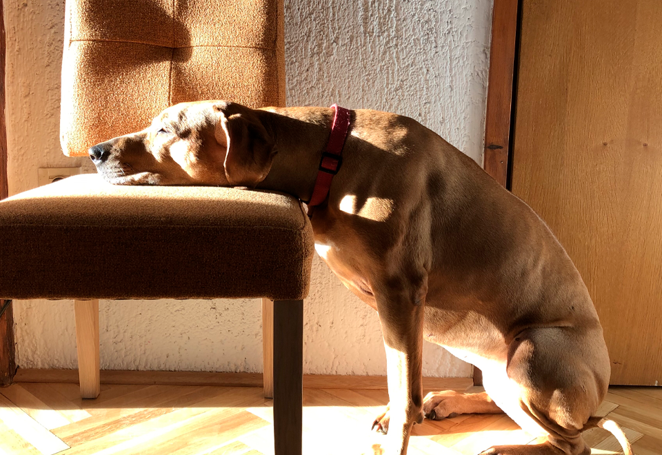 [Video] Perro se queda dormido sentado