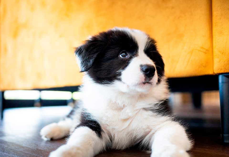 [Video] Lo que paso después de rescatar a un cachorro de la calle