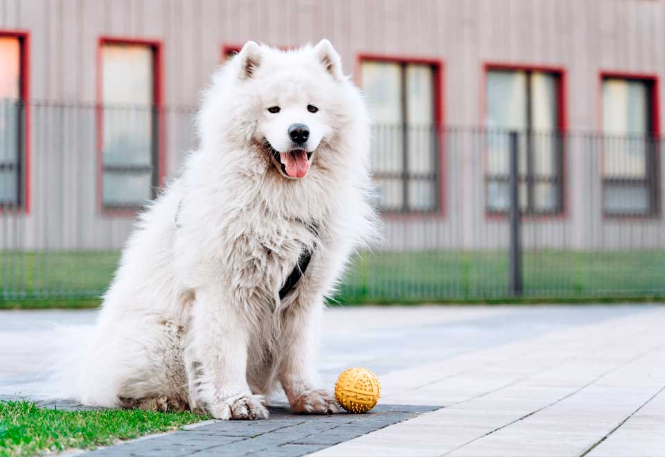 [Video] Perro no quería caminar y esto pasó