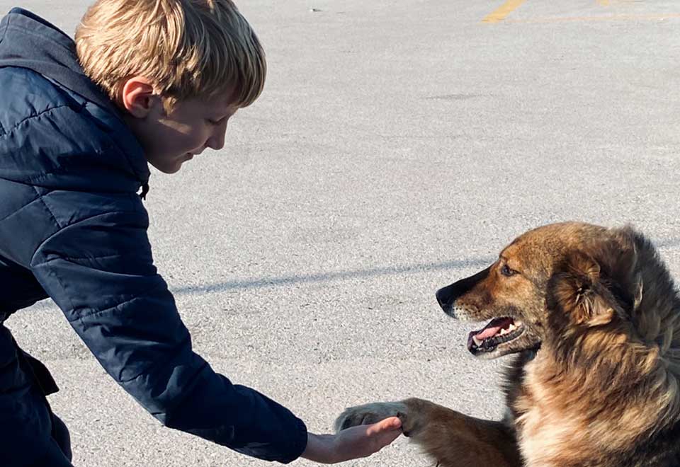 [Video] Niño arropó a perritos de la calle