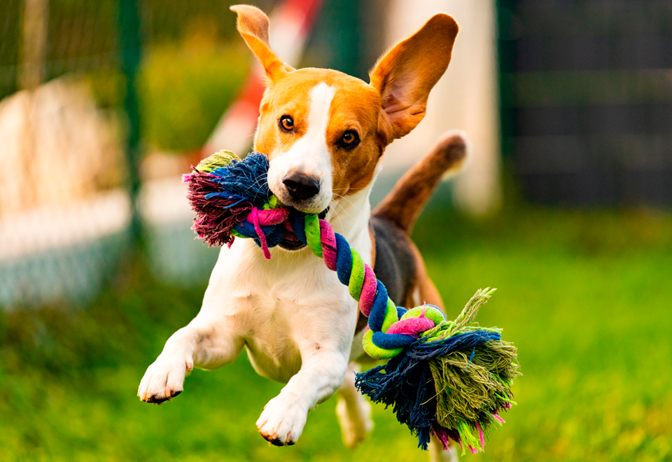 [Video] Cómo ser feliz con tan poco