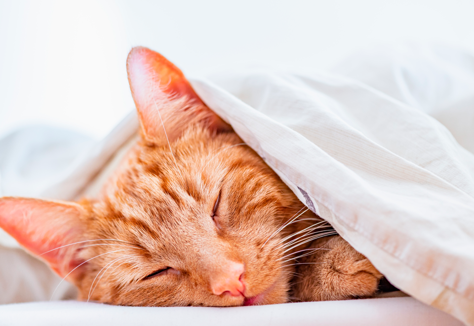 ¿Quién más esta así hoy domingo?