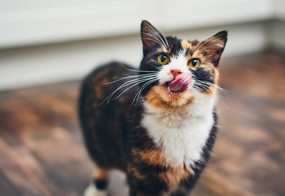 [Video] Una forma muy curiosa de bajar de un gato por una reja