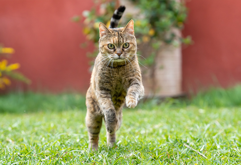 La velocidad de un felino
