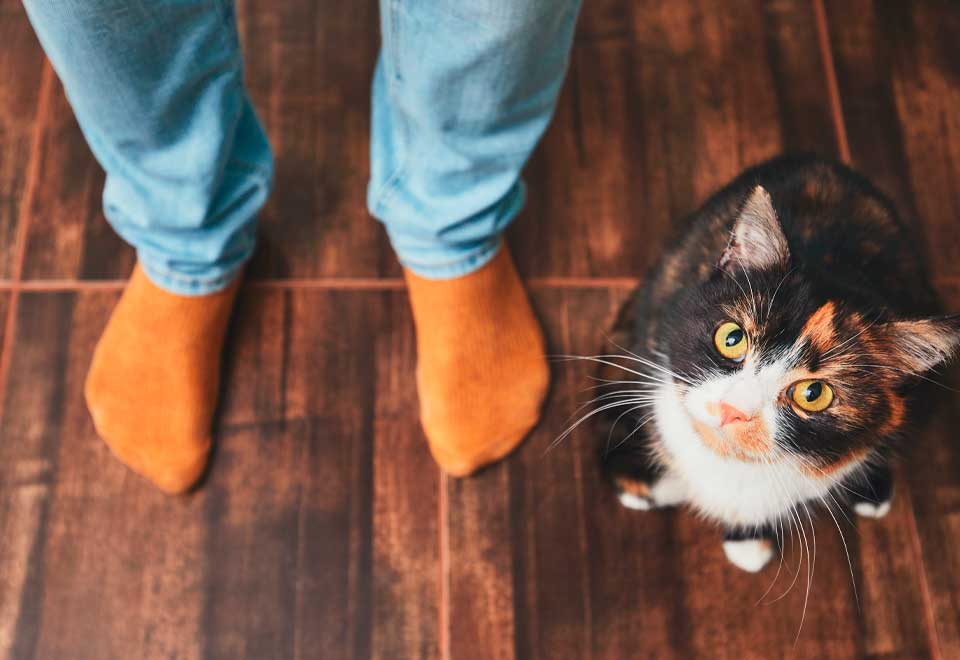 [Video] Una forma muy curiosa de jugar de este gato