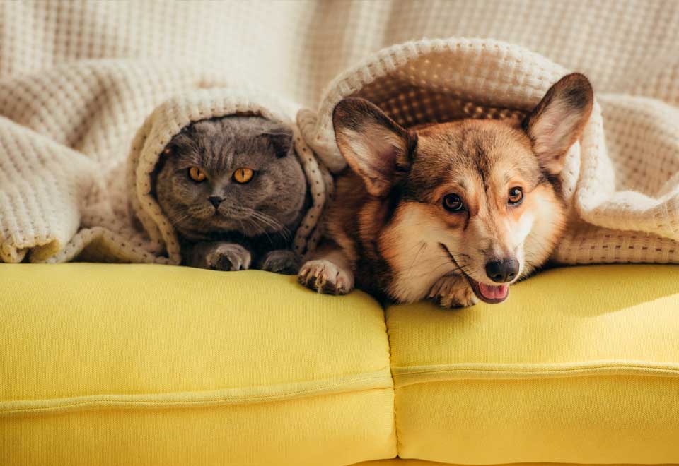 ¿Quién dice que un perro y un gasto no puede ser amigos?