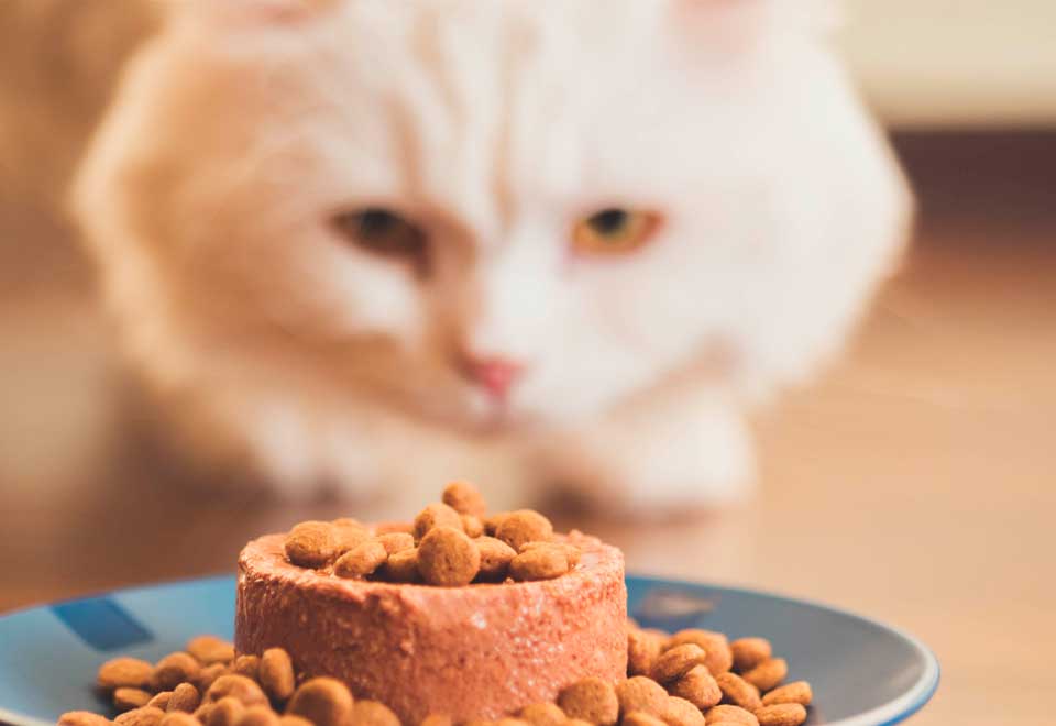 [Video] Gato le esconde la comida a un perro