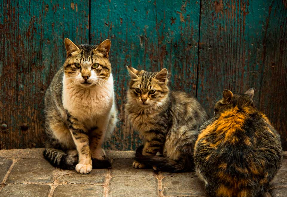 [Video] Existen dos tipos de gatos