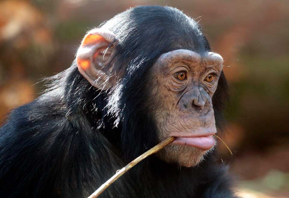 [Video] Chimpancé y su amor por quienes lo rescataron