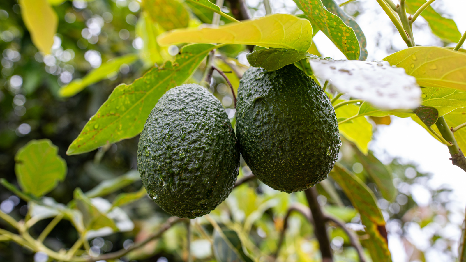 Estados Unidos se consolida como el segundo mayor comprador del aguacate Hass colombiano