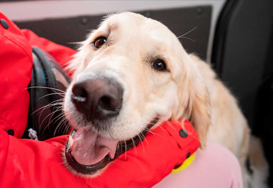 La alegría de este perro al recibir un helado