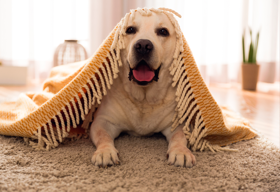 [Video] ¡Increíble! Mire lo que hizo este perro