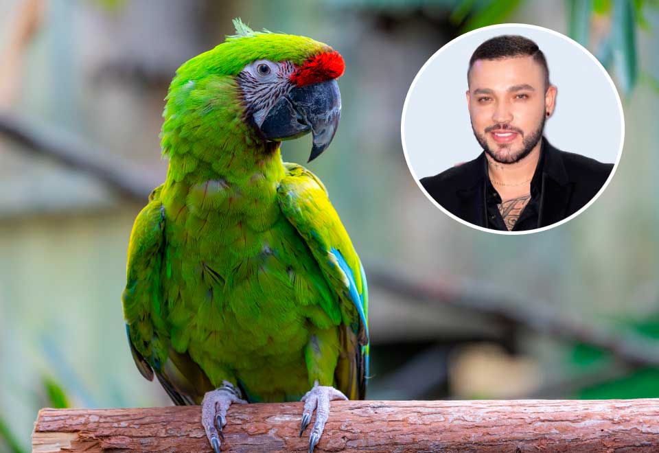 Una lora canta ‘Dulce Pecado’ de Jessi Uribe