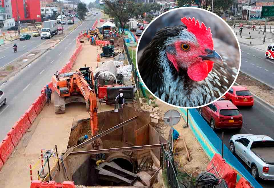 Cada vez que terminan una obra del Metro de Bogotá le cortan el cuello a una gallina ¿Por qué?