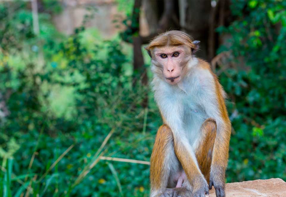 [Video] Tierno momento entre dos chimpancés