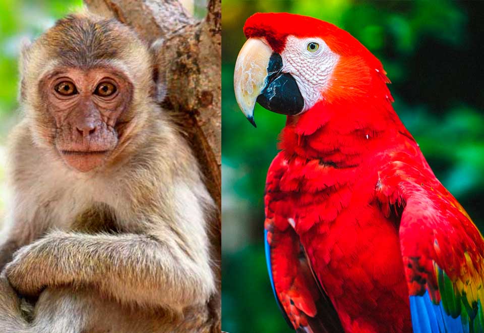 [Video] Mono le da de comer a un loro