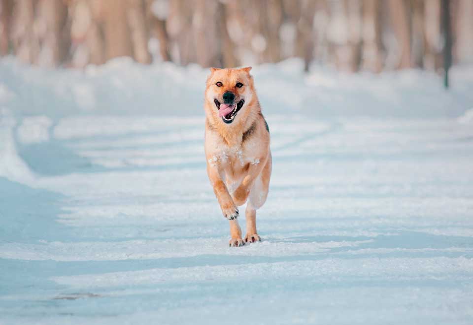 [Video] Vea la felicidad de este perro jugando en la nieve
