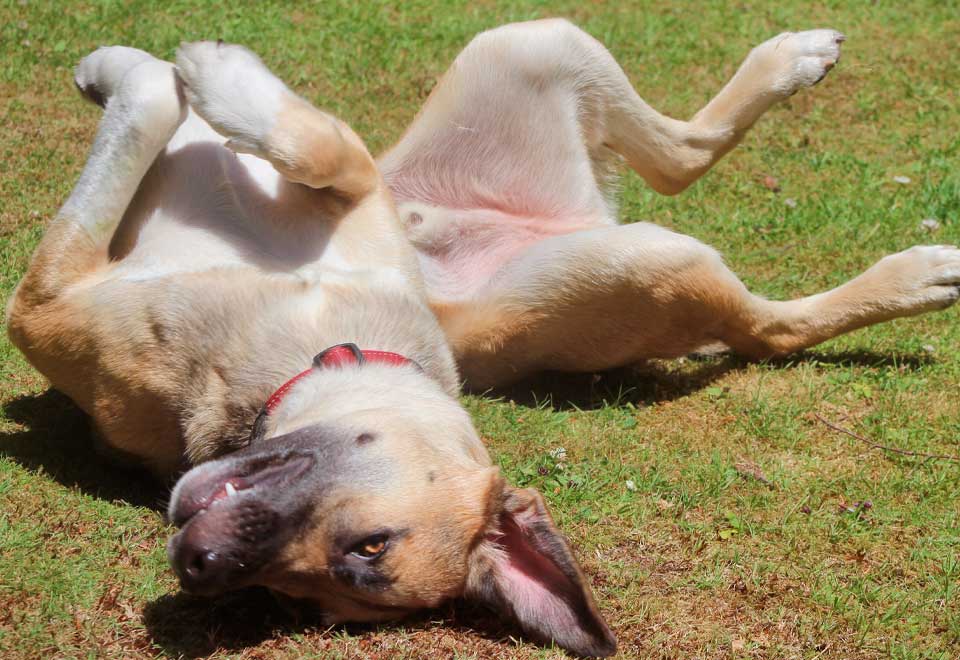 [Video] Perro no ayuda a trabajar a su dueño