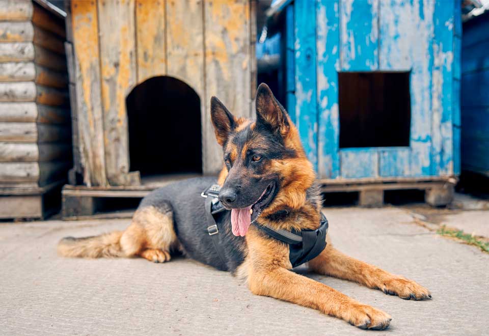 [Video] Conozca al perro que detecta explosivos en el Ejército