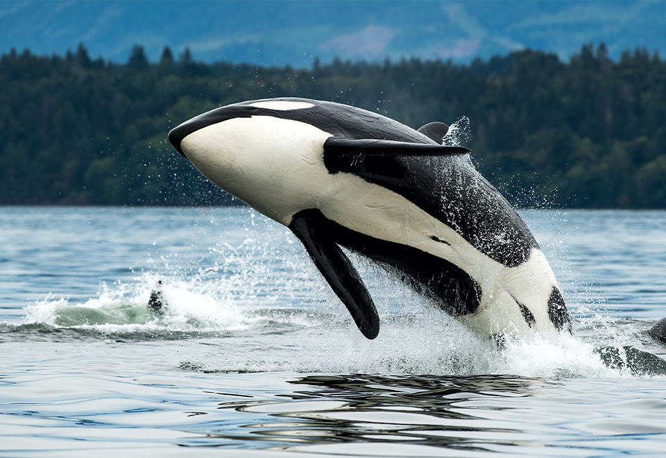 [Video] Impresionante forma de cazar