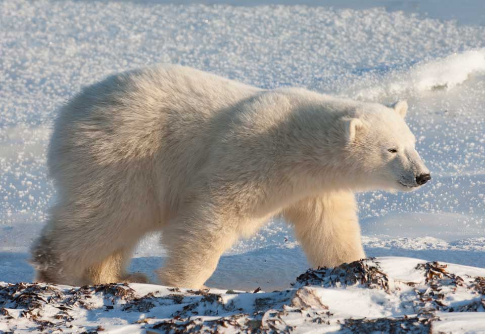 [Video] Osos polares haciendo pereza