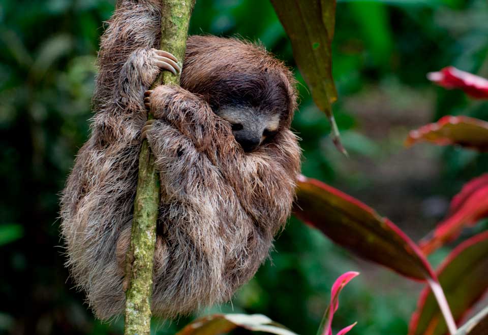 [Video] Mamá perezosa tuvo gesto con fotógrafo que ayudo a su cría