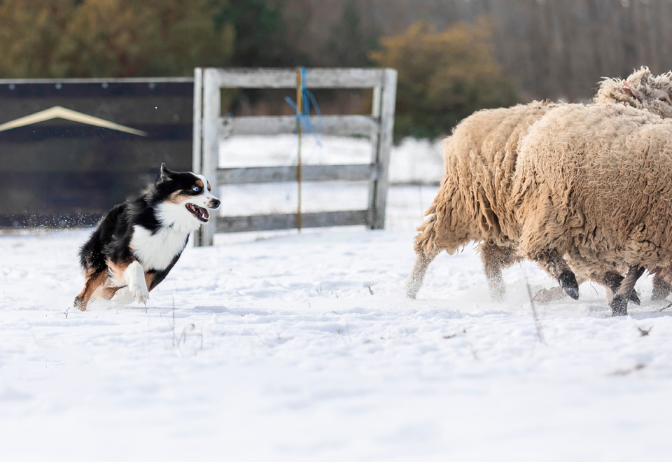 [Video] Una oveja jugando con los perros y una pelota