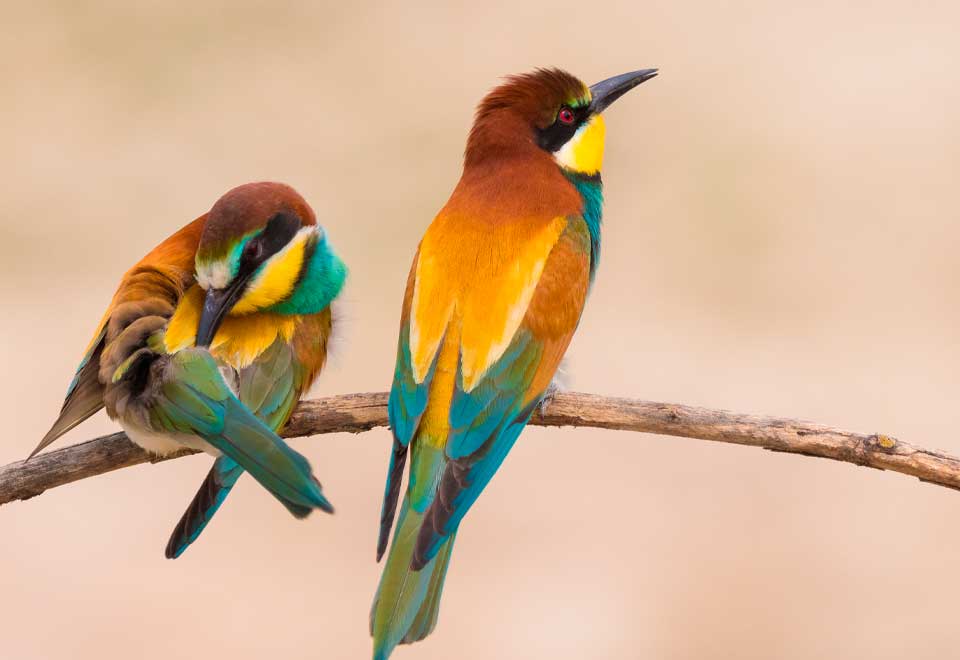 Esta persona con un chasquido de los dedos llama a unos pájaros
