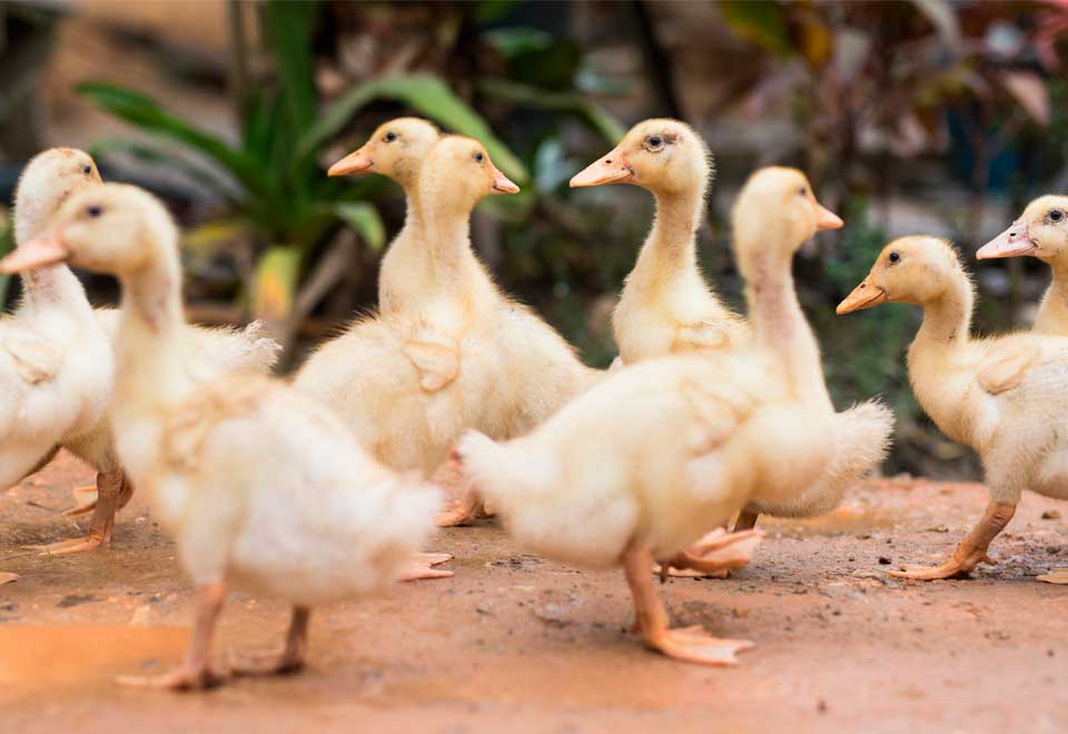 Pato y un estilo muy cool para caminar