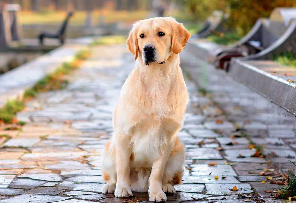 [Video] El video más triste del mundo