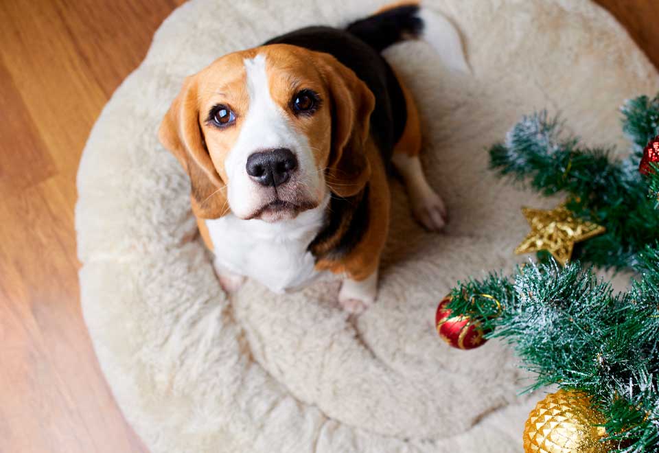 [Video] Perro se comió la cena de navidad