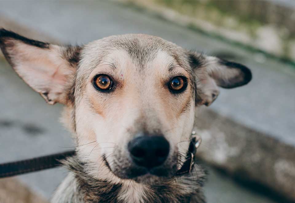 [Video] Así rescataron a una perrita en el relleno de Doña Juana en Bogotá