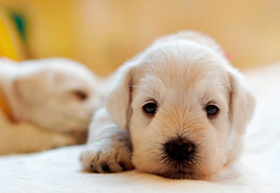 Una relación única entre un perro y varios pollitos