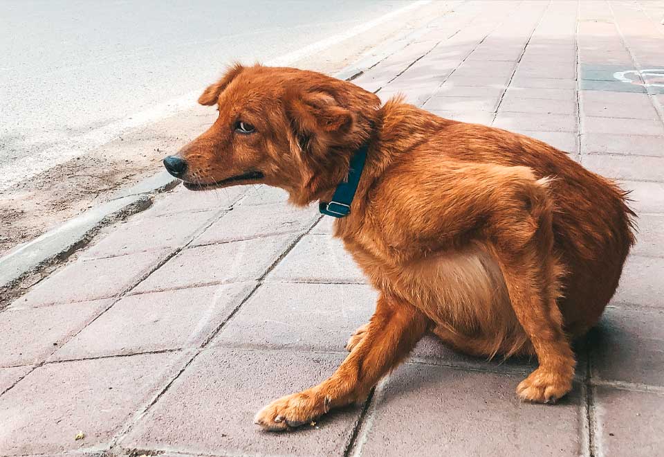 [Video] Pareja salvó a perro perdido en una autopista y lo adoptó